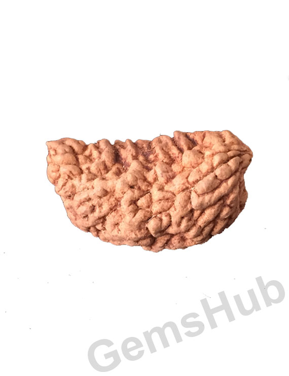 1 Face/Mukhi Certified Rudraksha 29.90 mm